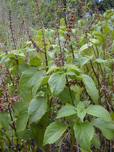 Ocimum gratissimum